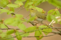 Budnicek lesni - Phylloscopus sibilatrix - Wood Warbler 2572